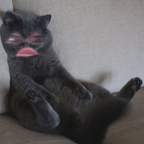 Meet your Posher, Layla - Picture 1 of 1